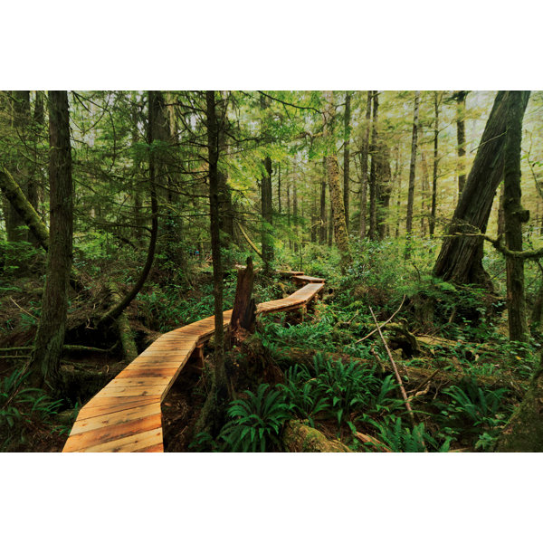 Millwood Pines Rainforest Trail Boardwalk Wrapped Canvas Photograph